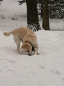 Hang on! I'm looking for a way in.