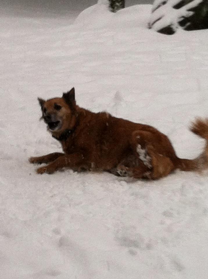 Jenny-snow-whip