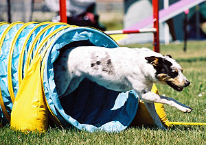 Mixed-breed dog doing dog agility Mix of a Que...