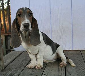 Bitsy - A blue basset hound