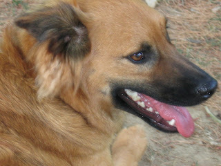 My mutt, Jenny, connoisseur of crap My mutt, Jenny, connoisseur of crap